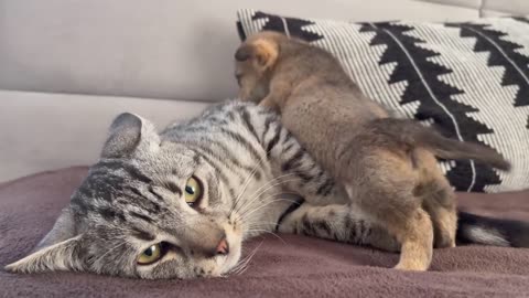 Friendship of Cat and Puppy
