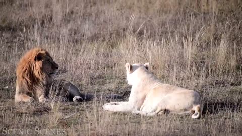 Huge Cats In 4K: Stunning Views of Large Cats in Natural Nature | Relaxing Video in the Mountains