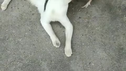 Funny video
