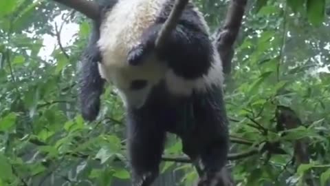 This Panda Is Tired
