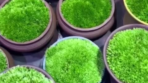 It makes me happy to see these plants