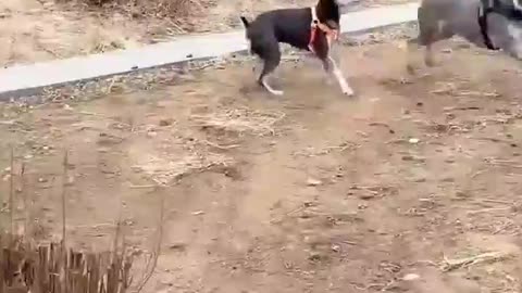 Best funny 🤣🤣👍 Animals of the year.
