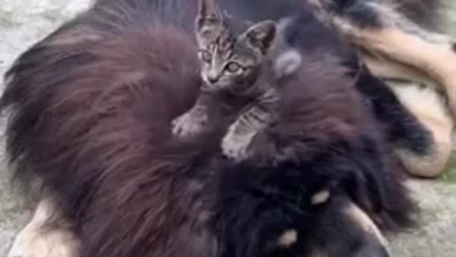 Dog and cat best friend!! Dog training video 2022||#short video #viral video #cute
