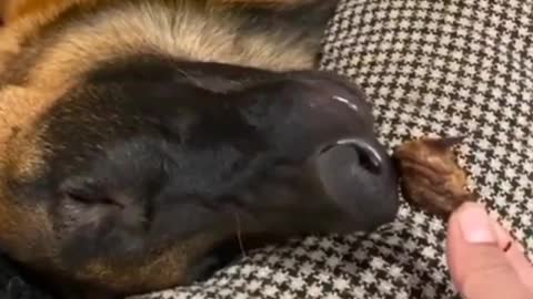 Dogs funny video #dogs
