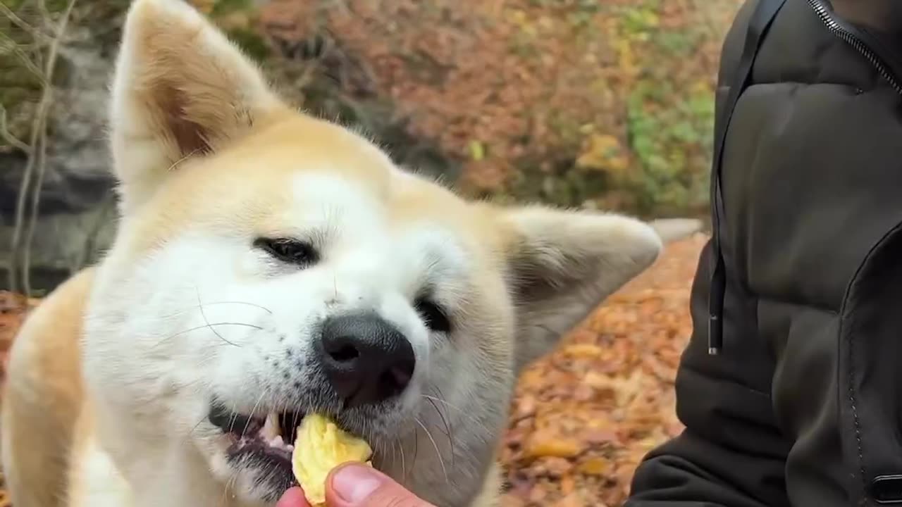 Change Of Breakfast Menu In Forest🥩