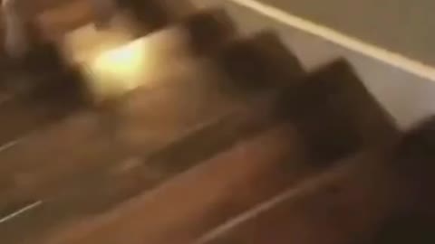 Funny animals, Cats, part 11