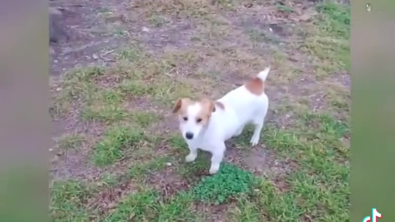 dog accedend