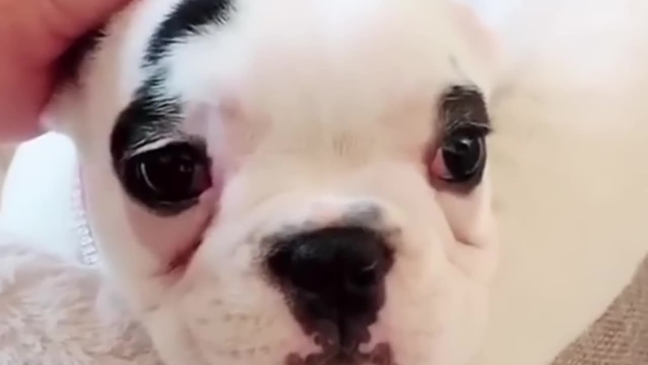 Funny animal videos-dog & cat & ....