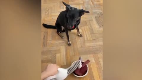 Funniest Animals Video