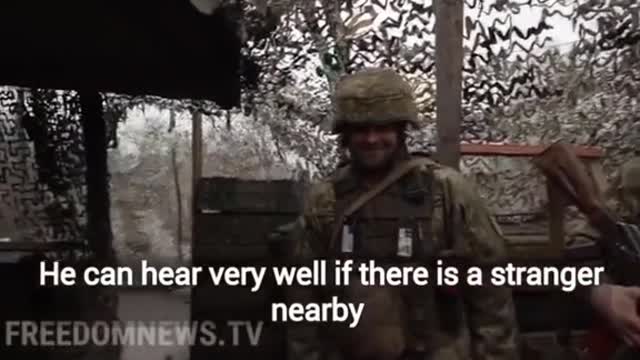 Ukrainian soldiers bring in freezing puppy to their post, name him Rambo