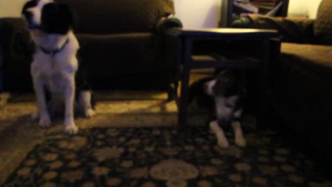 ChickCam #10