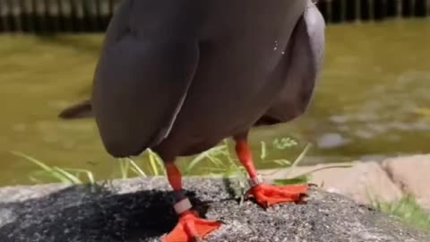 This Is A Inca Tern