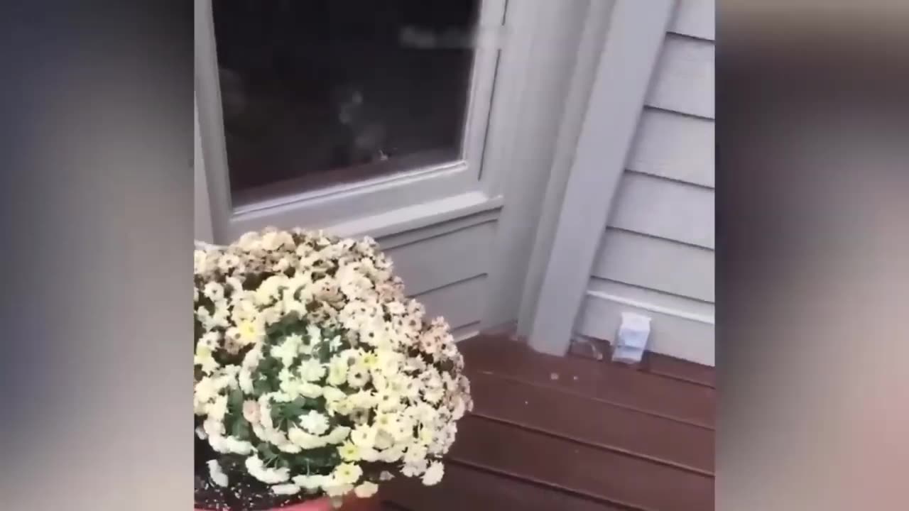 The Funniest Dogs and Cats Videos of 2023 is listed at number six.