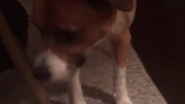 Chris Evans teaching his friend Dodger to ask for prizes