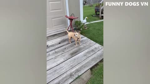 Funniest Animals Video - Funny Dogs And Cats - Try Not To Laugh Animals 2022