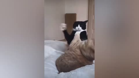Funny moments dogs and cat 🐈🐱
