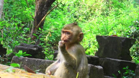 Baby Monkey Getting relaxing