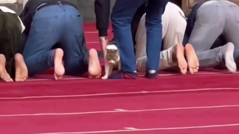 Funny Cat - Cute Cat Videos 2023 iCute Cat Videos 2023 i