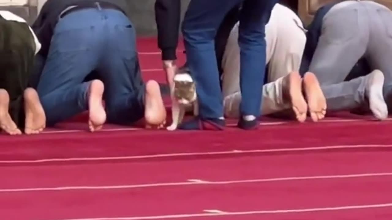 Funny Cat - Cute Cat Videos 2023 iCute Cat Videos 2023 i