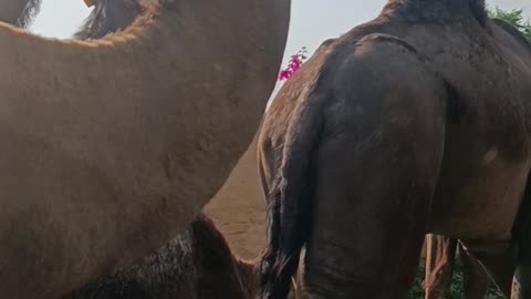 Rajasthani Camel Jhund walking on the Road