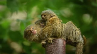 10 Smallest Animals In the World