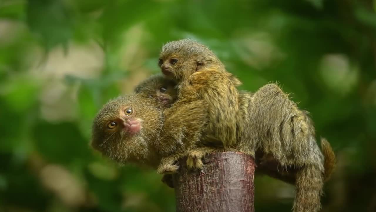 10 Smallest Animals In the World