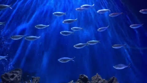 magice swiming fishs