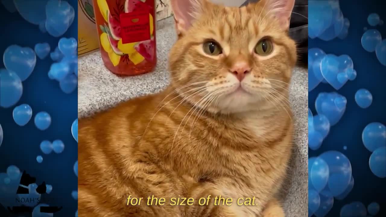 This Cat is Wrapped in Foil and visits the refrigerator