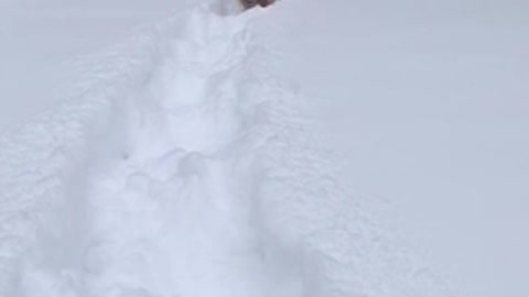 Snow Day