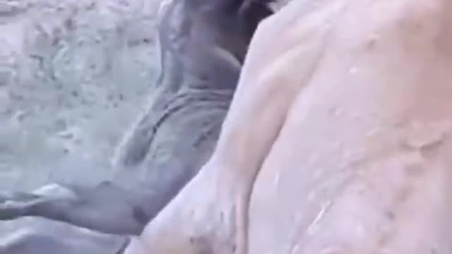 When the Lion King fights the boar, do not struggle to make futile resistance