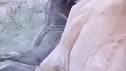 When the Lion King fights the boar, do not struggle to make futile resistance