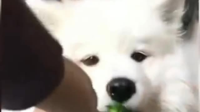 Collection, funny and cute dogs