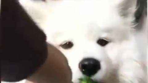 Collection, funny and cute dogs