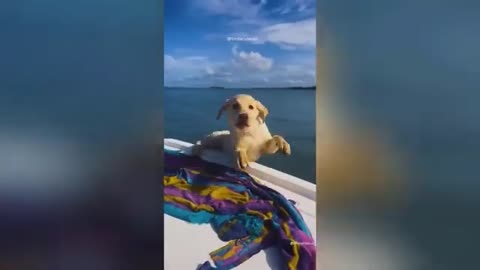 Funny animals video😻😻