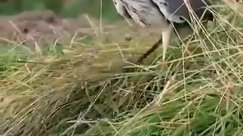 _____subscribe___beautiful