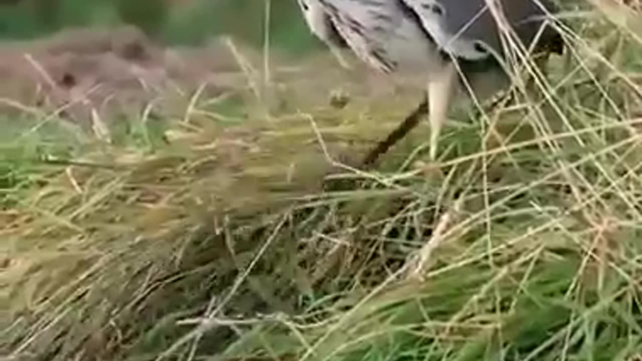 _____subscribe___beautiful