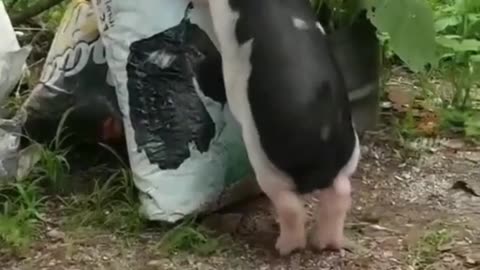Funny Pet's Compilation 🐈🐕🐱