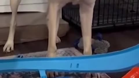 Funniest Cat And Dogs Funny Animal Videos of Year 2022 for kids