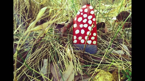 Dotted mushroom - Creative hobby, creative ideas
