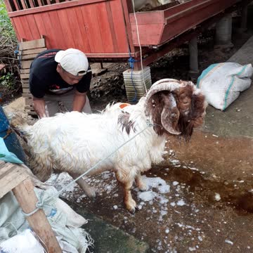 Kambing jenis fullblod original import