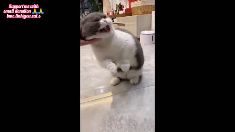 Funniest cat and dog videos compilation
