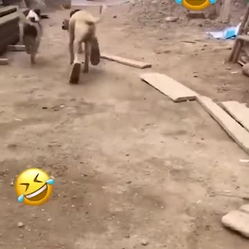 Funny Animal Videos Of The Day 171