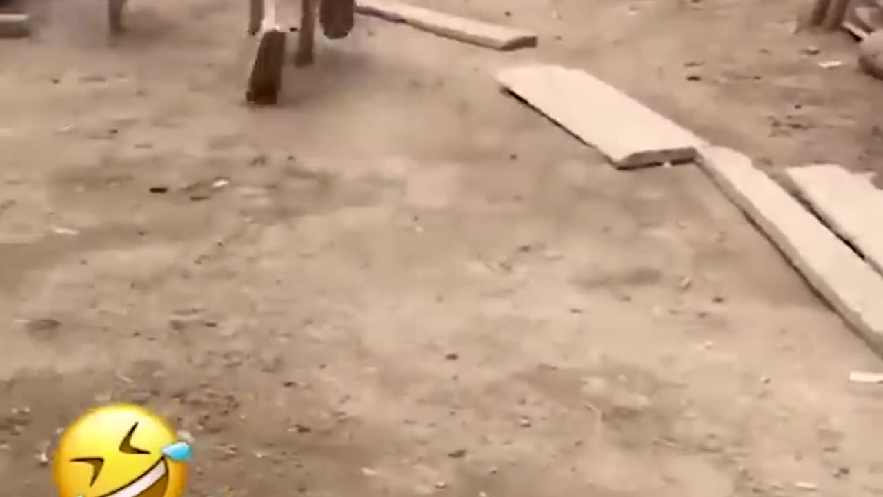 Funny Animal Videos Of The Day 171