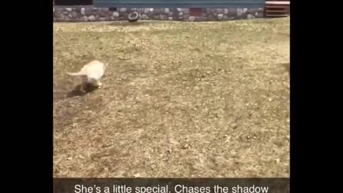 Fuuny animals, funny pets,