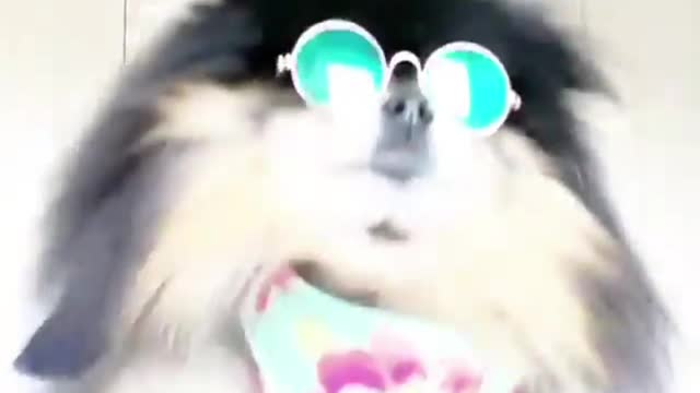 Dogs are not our whole life, but they make our lives whole
