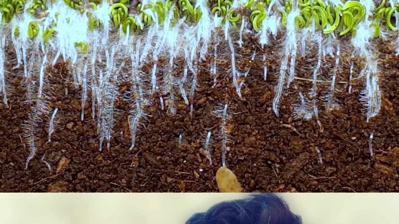 Growing Poppy Plant from Seeds - Soil cross section