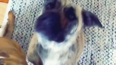 Ultimate Funny Doggos Compilation 🤣