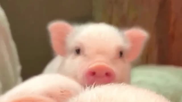 A pet pig pig, love to take a bath.