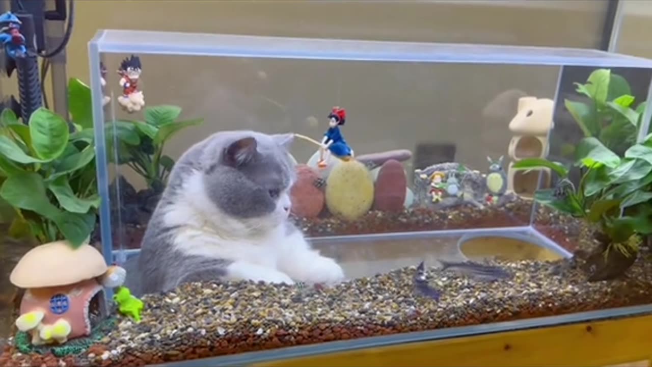 Welcome to visit the cat fish tank#cat