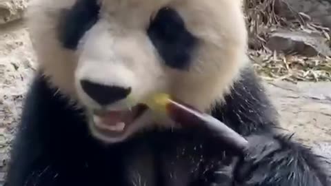 Do you like pandas ？